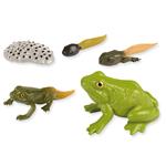 1_Produkt\3xxx\303145_1_Lebenszyklus_Frosch.jpg
