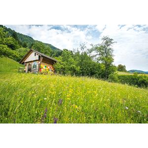 1_Produkt\5xxx\503488_3_Bienenstock.jpg